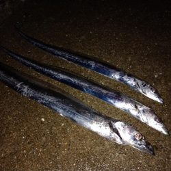 ハマチと呼べるサイズ